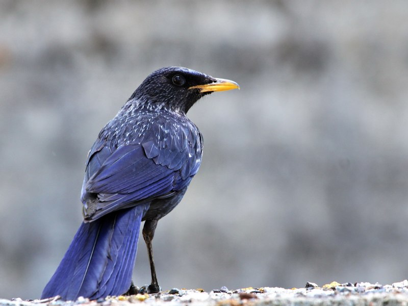 Лиловый Дрозд (Myophonus caeruleus)