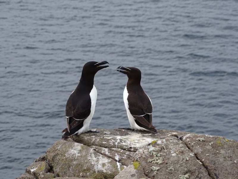 Puffins мультфильм