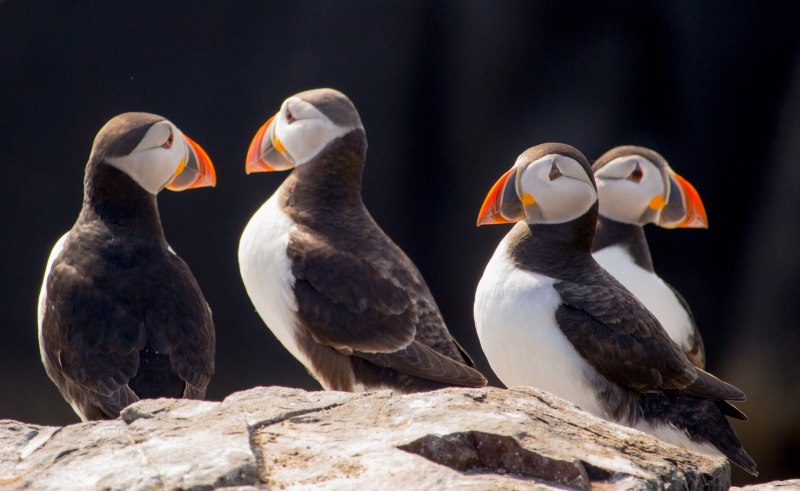 Puffins Nesting in the Faroe Islands