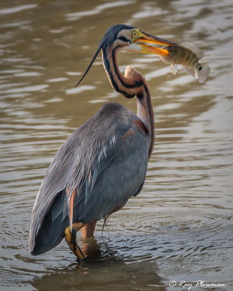Большая белая цапля Egretta Alba