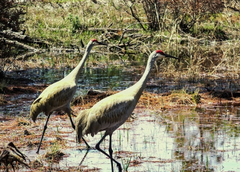 Рыжая цапля (Ardea purpurea)