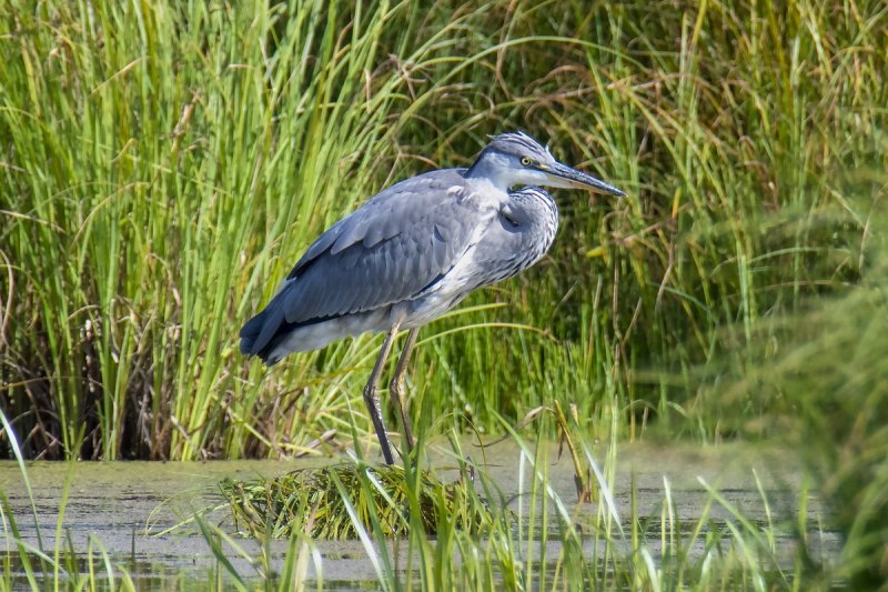 Egretta Alba