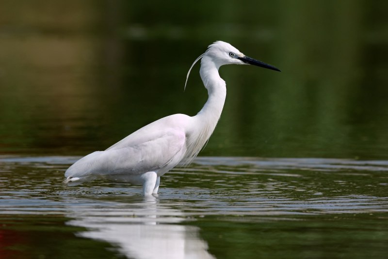 Egretta rufescens