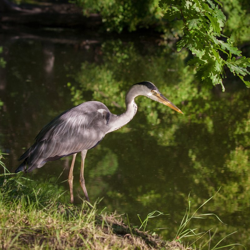 Purple Heron