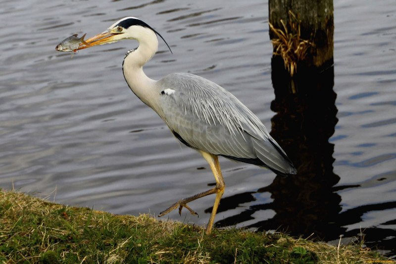 Птица Ardea cinerea