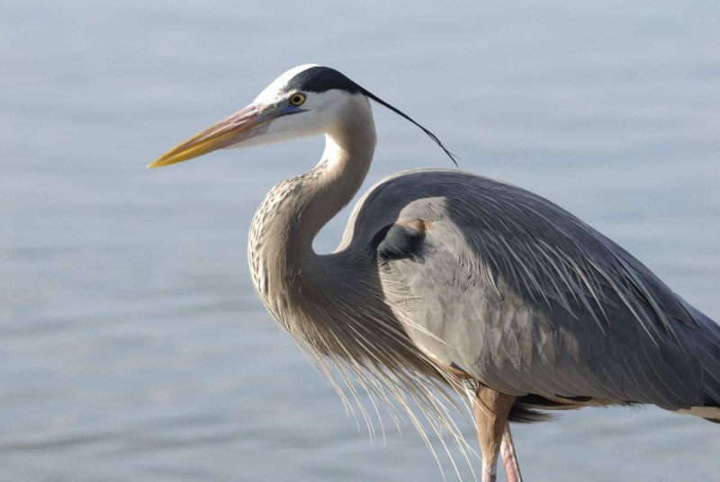 Grey Heron птица