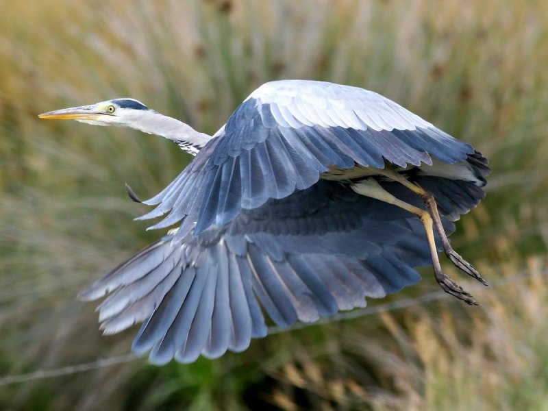 Goliath Heron