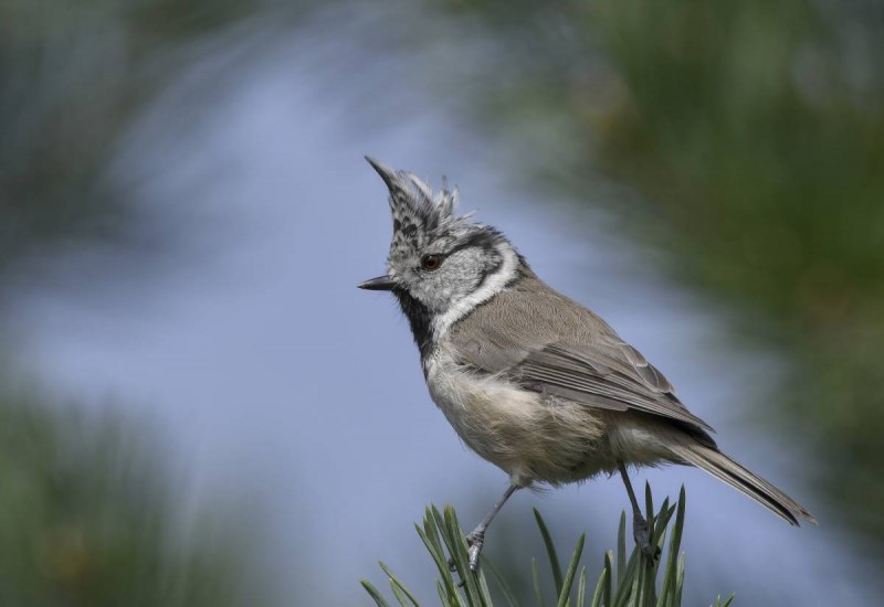 Синица хохлатая гренадёрка Parus cristatus