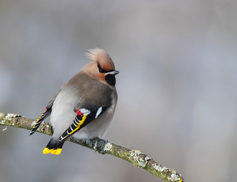 Crested Becard