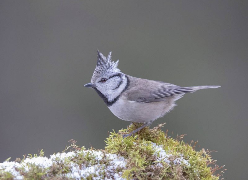 Синица хохлатая (Parus cristatus)