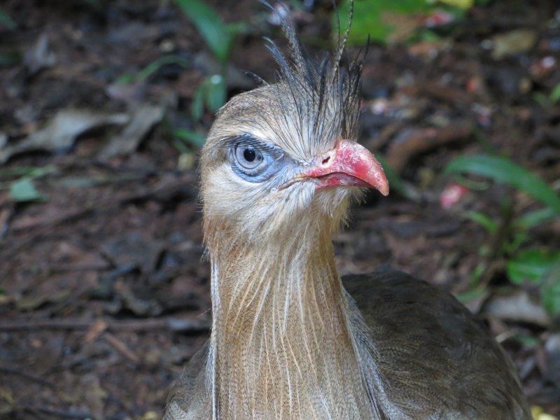 Aythya fuligula