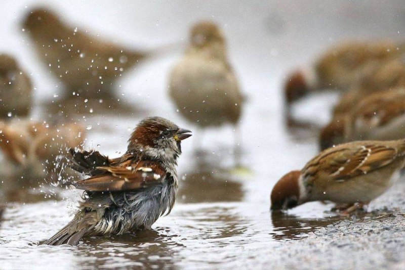Птица купается в воде