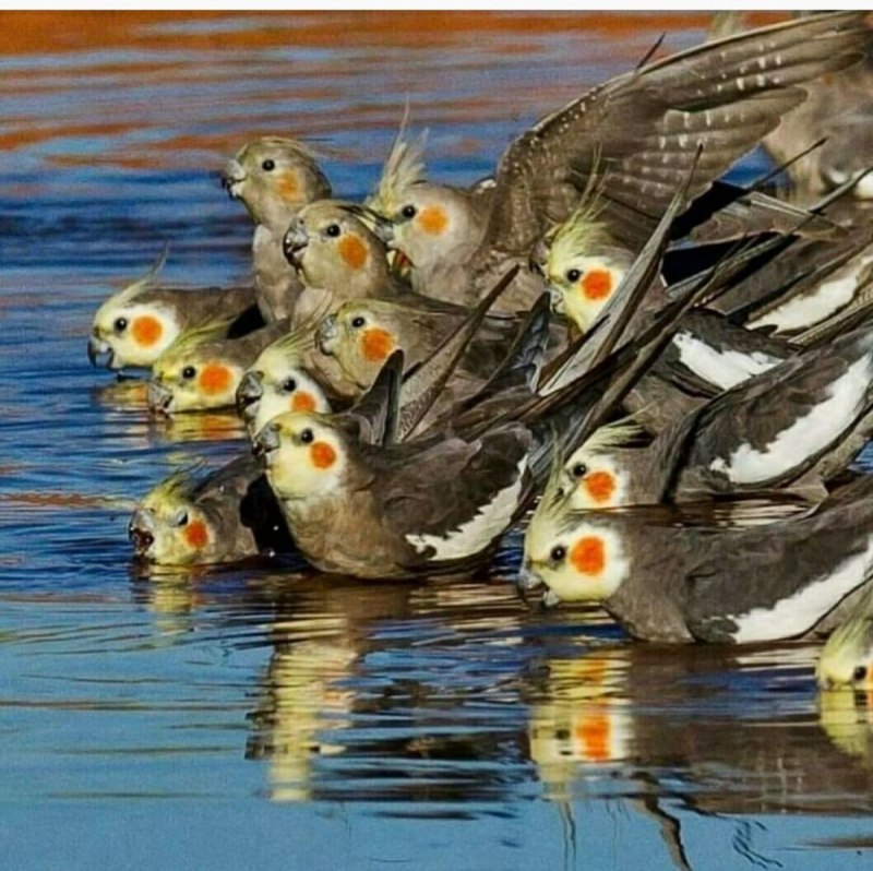 Птицы купаются