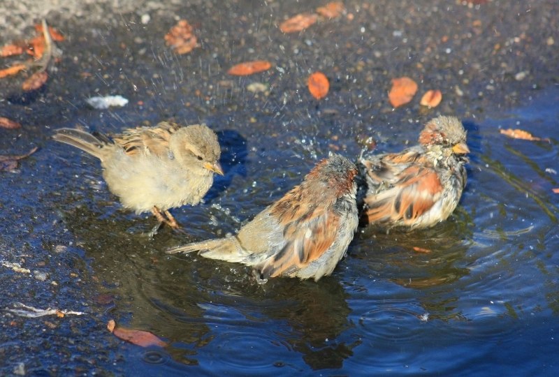 Птица купается в воде