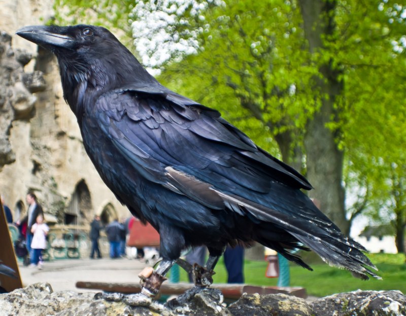 Quoth the Raven