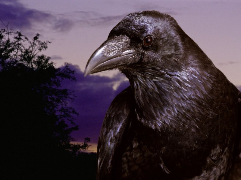Corvus Corax птица