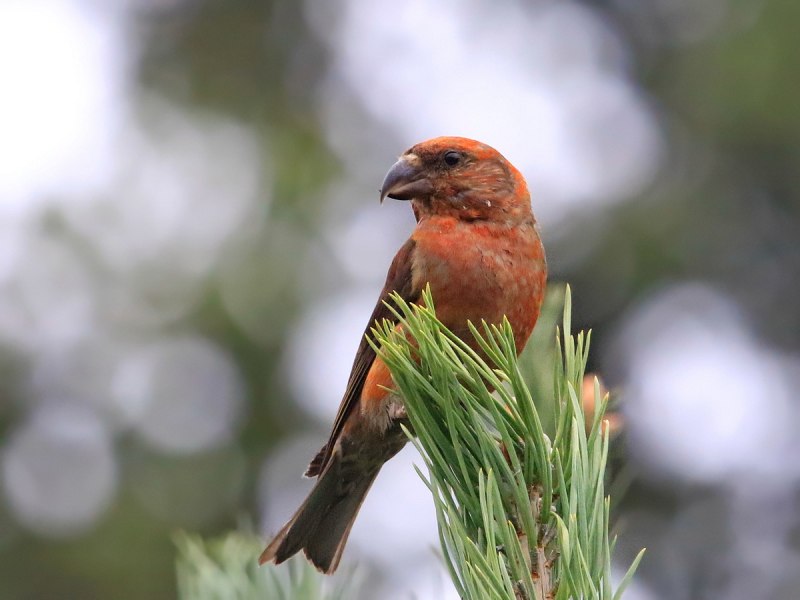 Клёст-Сосновик Loxia pytyopsittacus