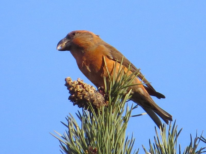 Клёст-Сосновик Loxia pytyopsittacus
