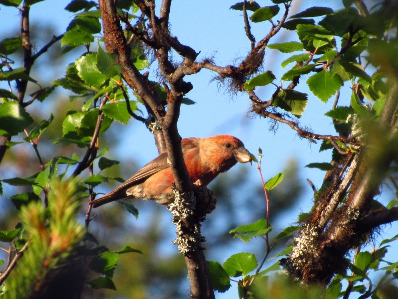 Клёст-Сосновик Loxia pytyopsittacus