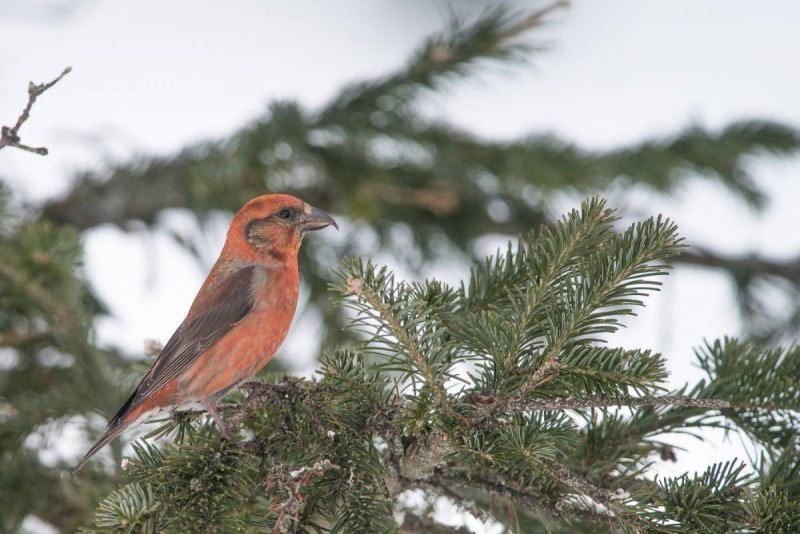 Клёст-Сосновик Loxia pytyopsittacus