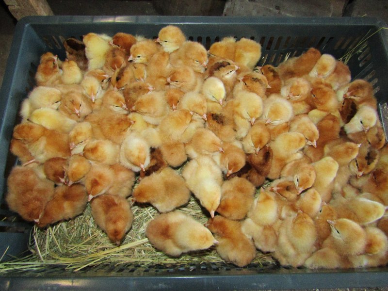 Куры супер Харко