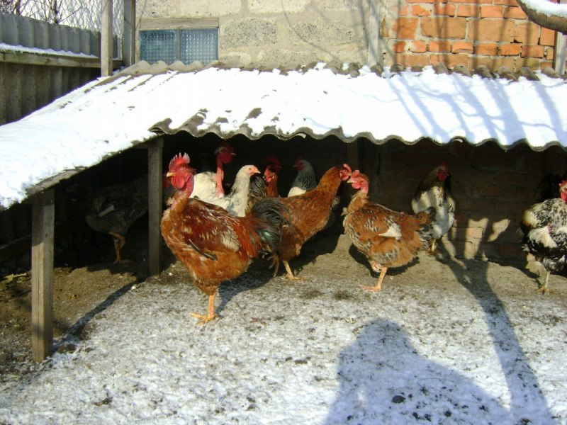 - Цыплята Фокси Чик (венгерский великан)
