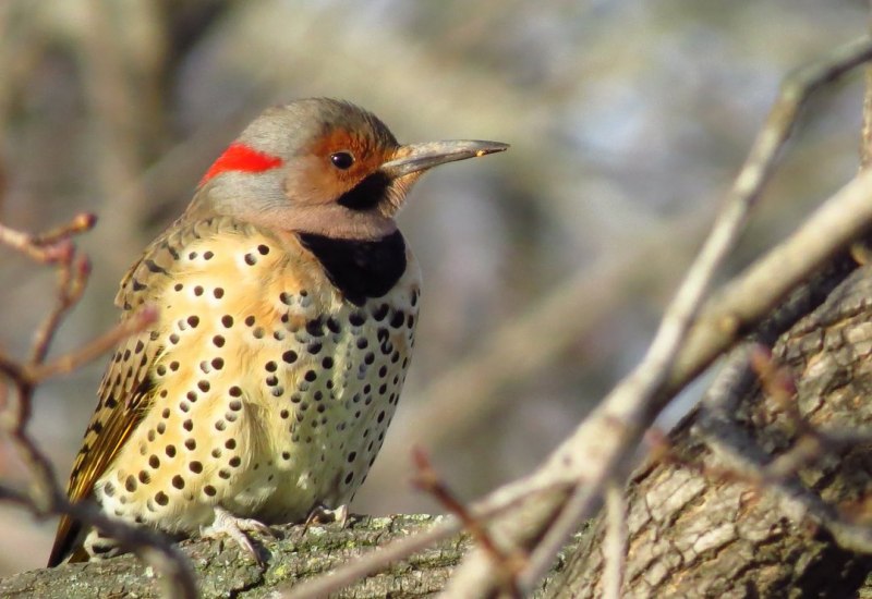 Woodpecker Birds