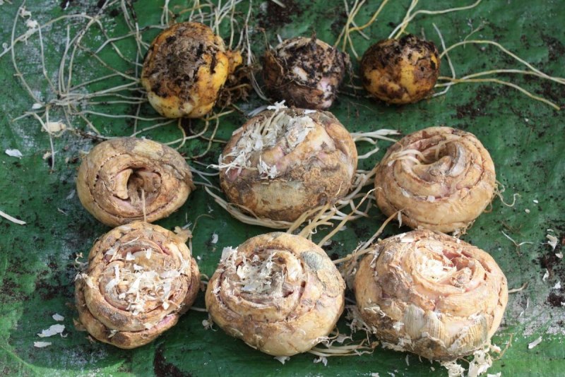 Цветы луковичные рябчик Императорский