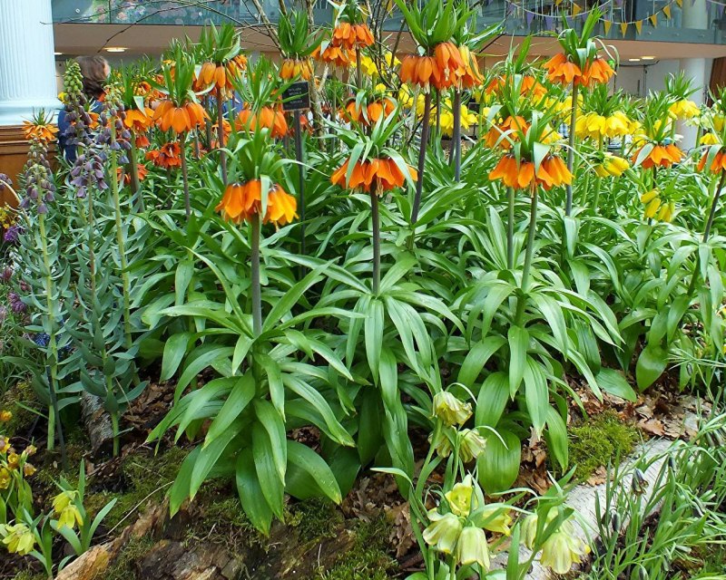 Global фритиллярия lutea maxima 1