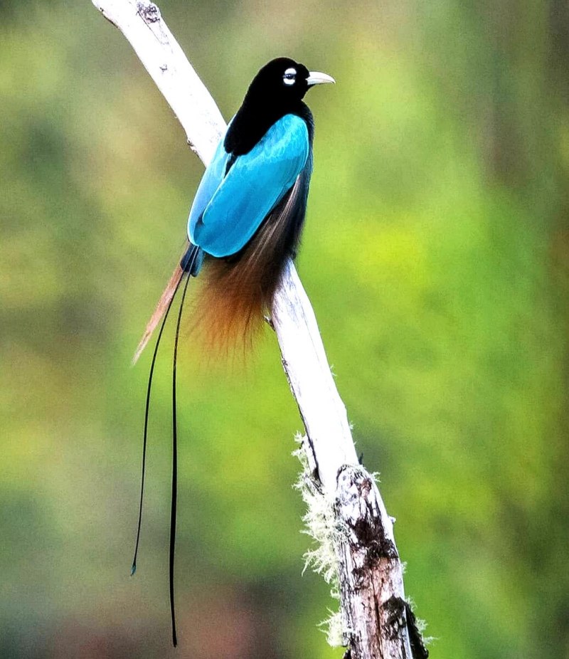 Paradisaea Rudolphi