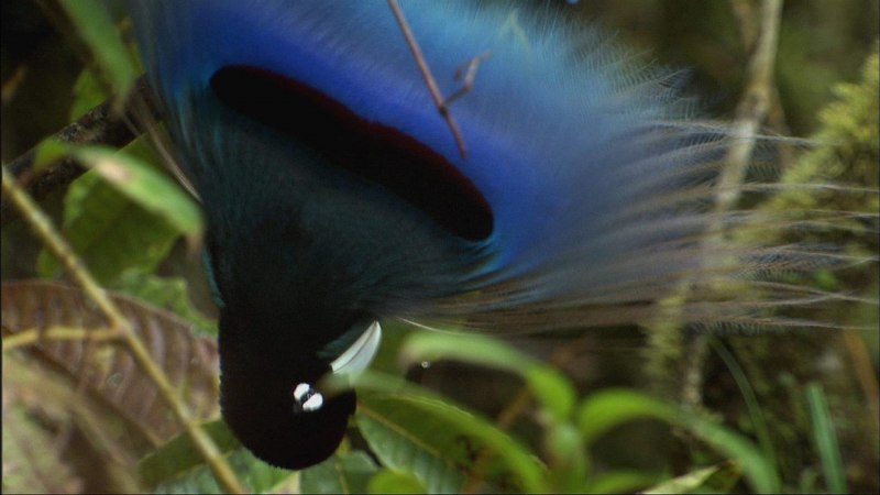 Paradisaea Rudolphi