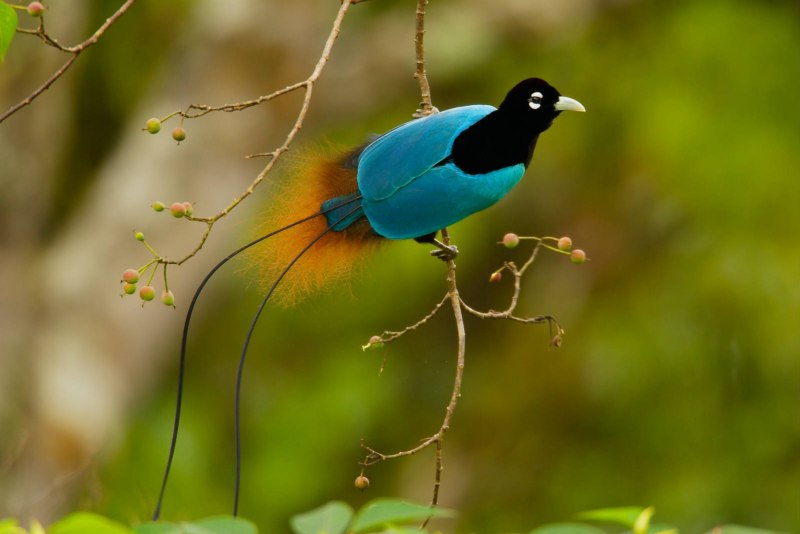 Paradisaea Rudolphi