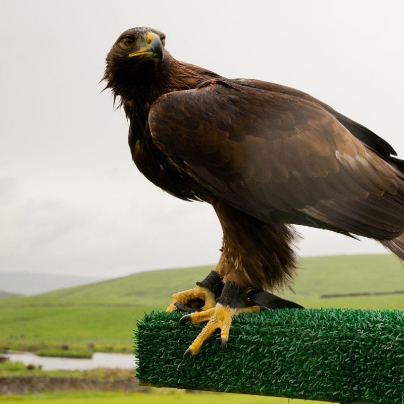 Беркут Aquila chrysaetos (Linnaeus, 1758)