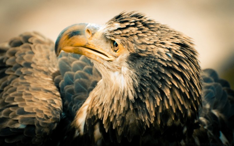 Белоголовый Орлан анфас