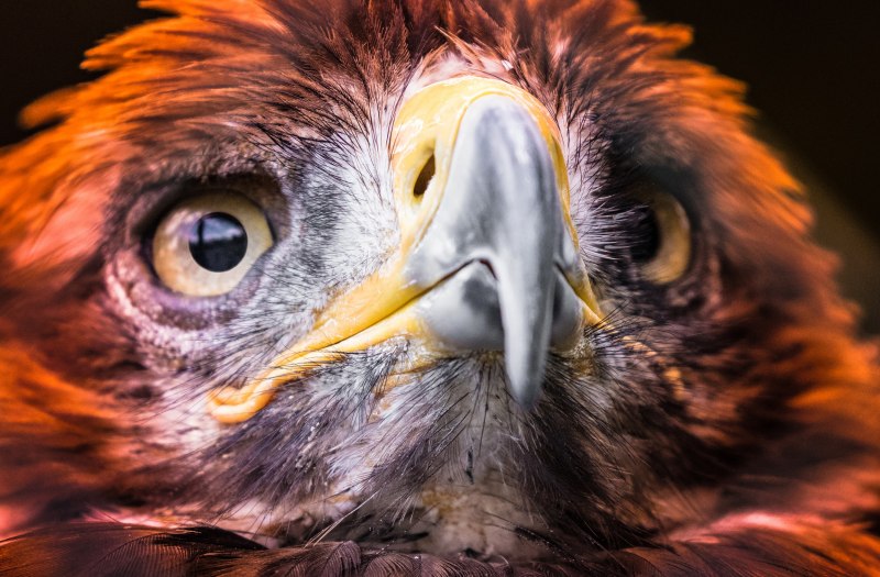 Harris Hawk