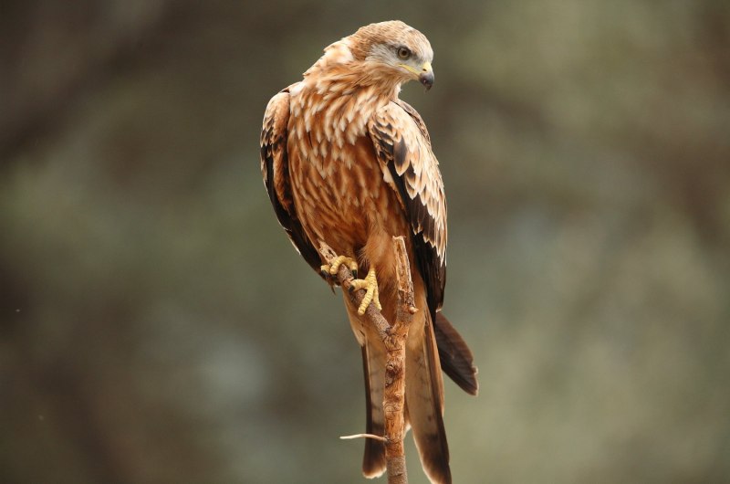 Red Tail Hawk