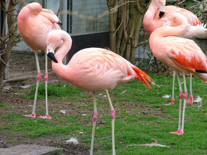 Touch Flamingo meeting Автор