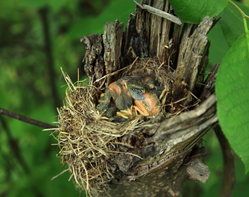 Гнездо мухоловки (75 фото)