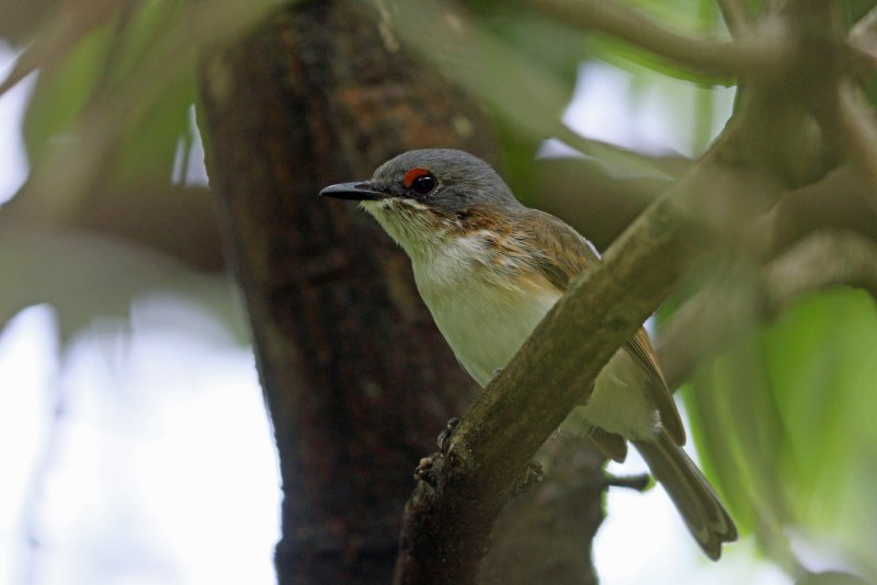 Ficedula hypoleuca