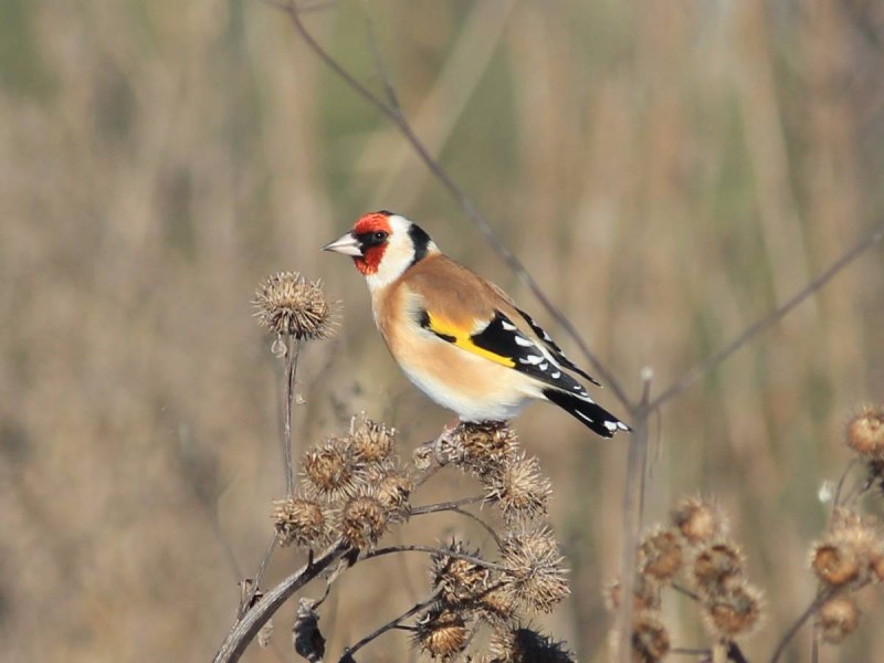 Щегол черноголовый Carduelis Carduelis