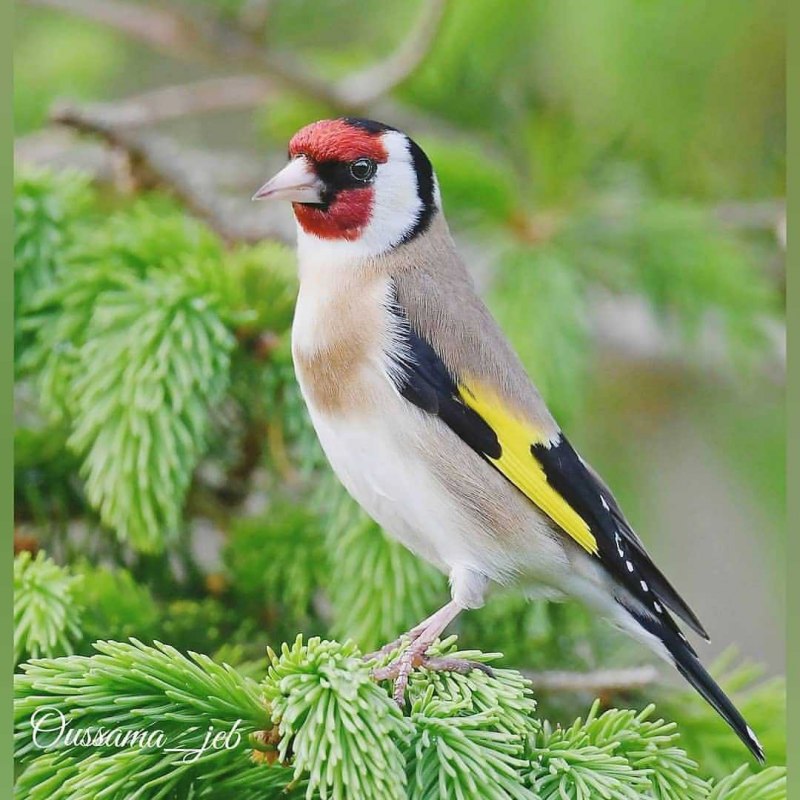 Щегол (Carduelis Carduelis)