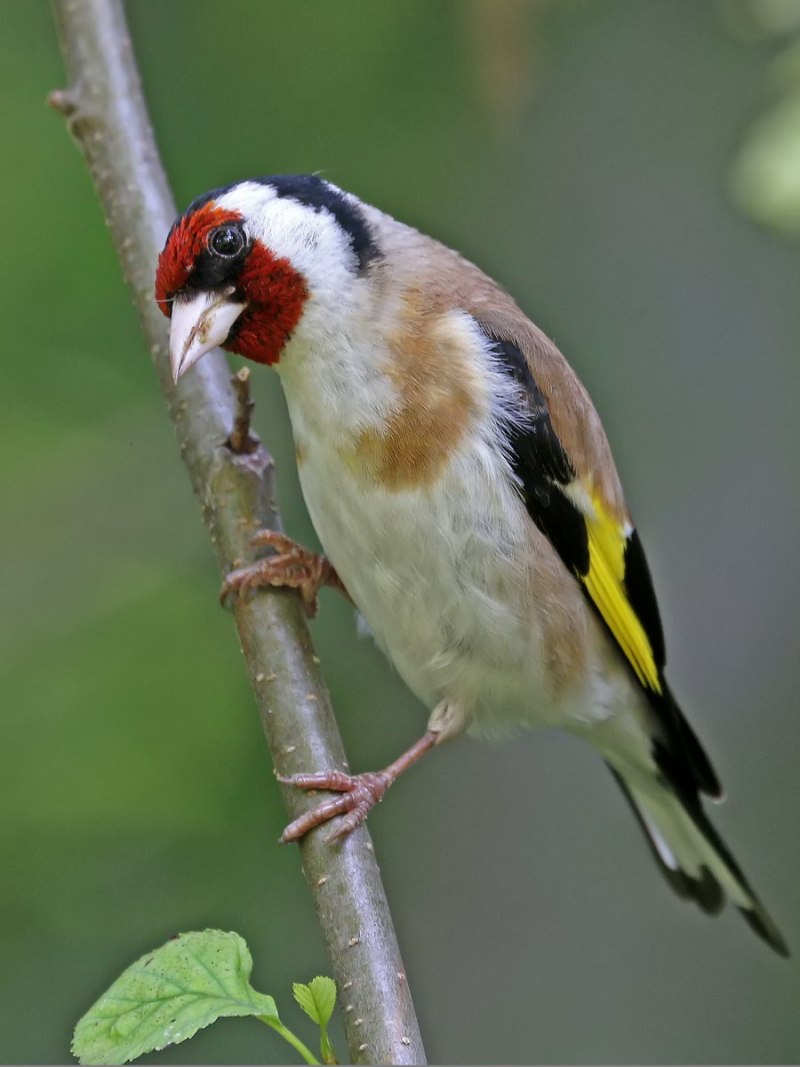 Щегол (Carduelis Carduelis)