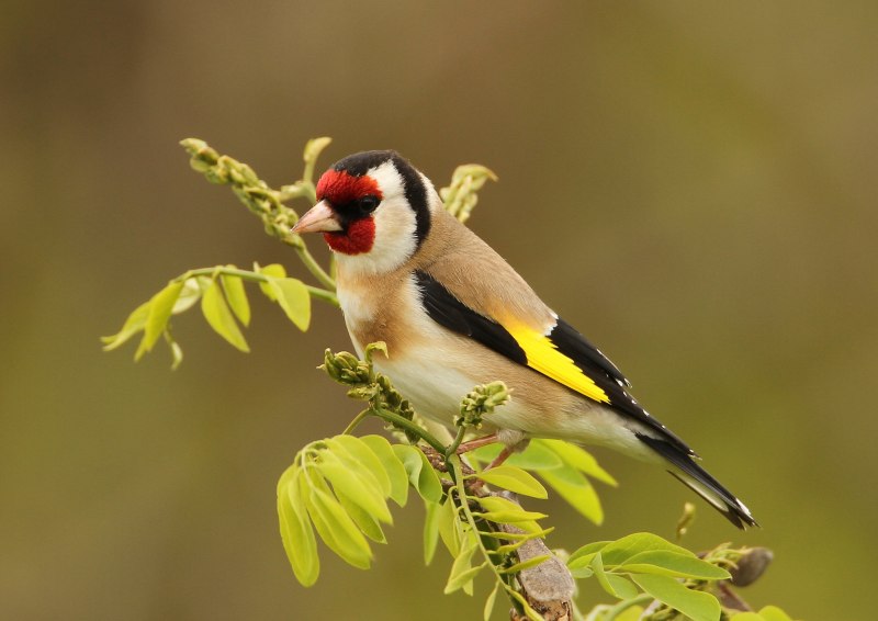 Щегол (Carduelis Carduelis)