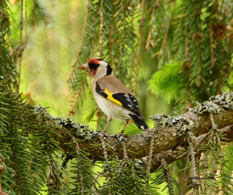 Щегол (Carduelis Carduelis)