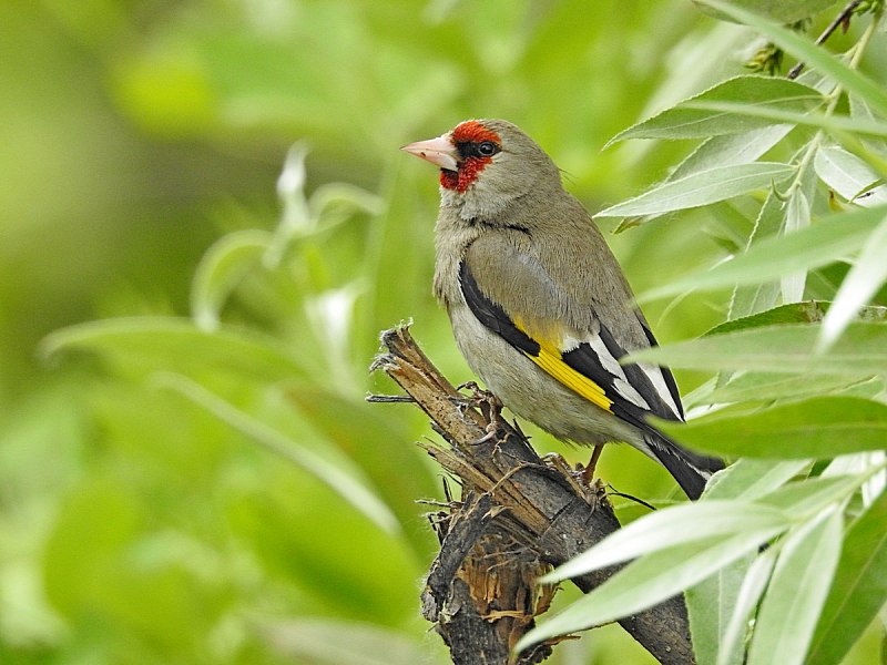Щегол (Carduelis Carduelis)