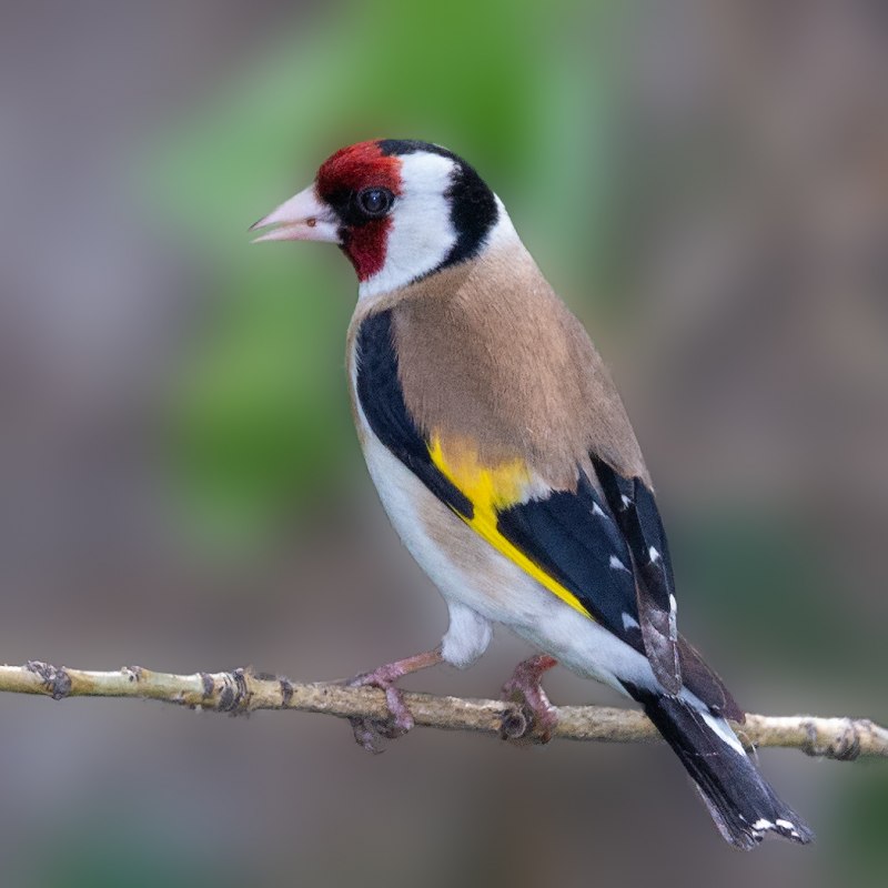 Щегол черноголовый Carduelis Carduelis