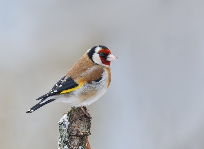 Щегол (Carduelis Carduelis)