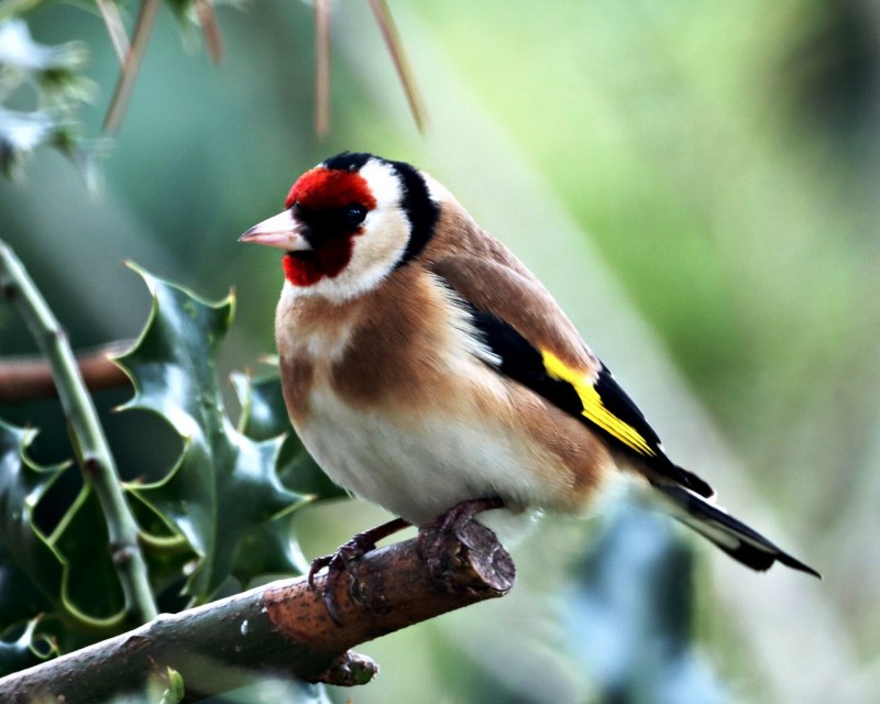 Щегол (Carduelis Carduelis)