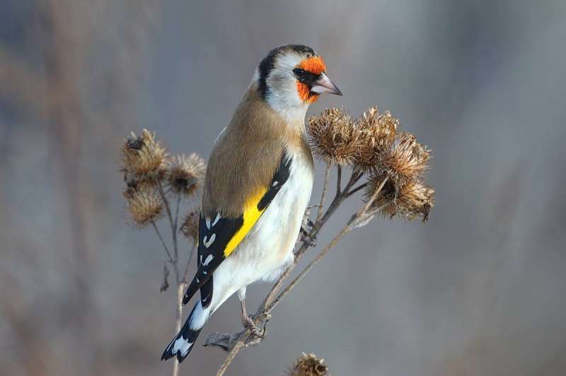 Щегол (Carduelis Carduelis)