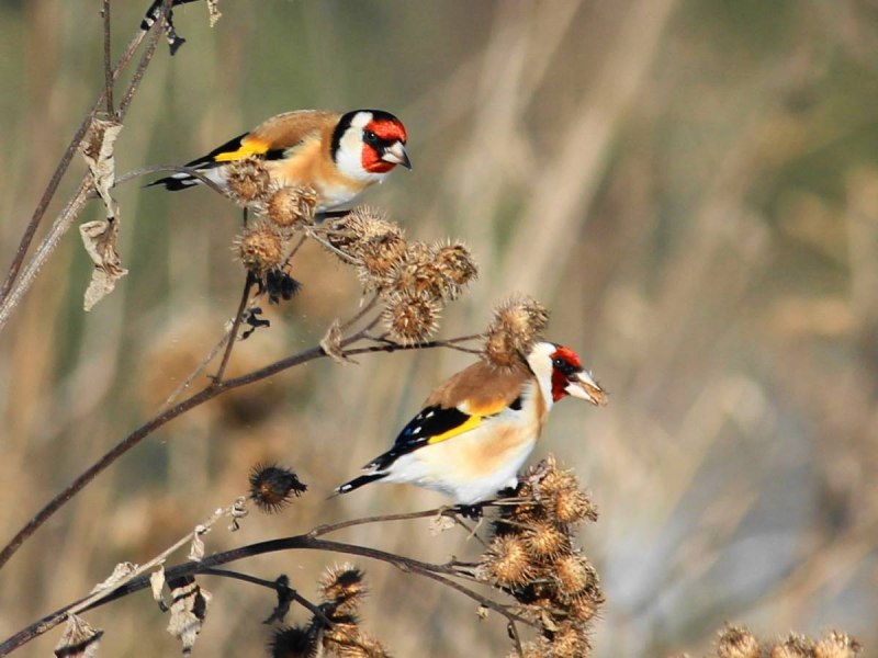 Щегол черноголовый Carduelis Carduelis
